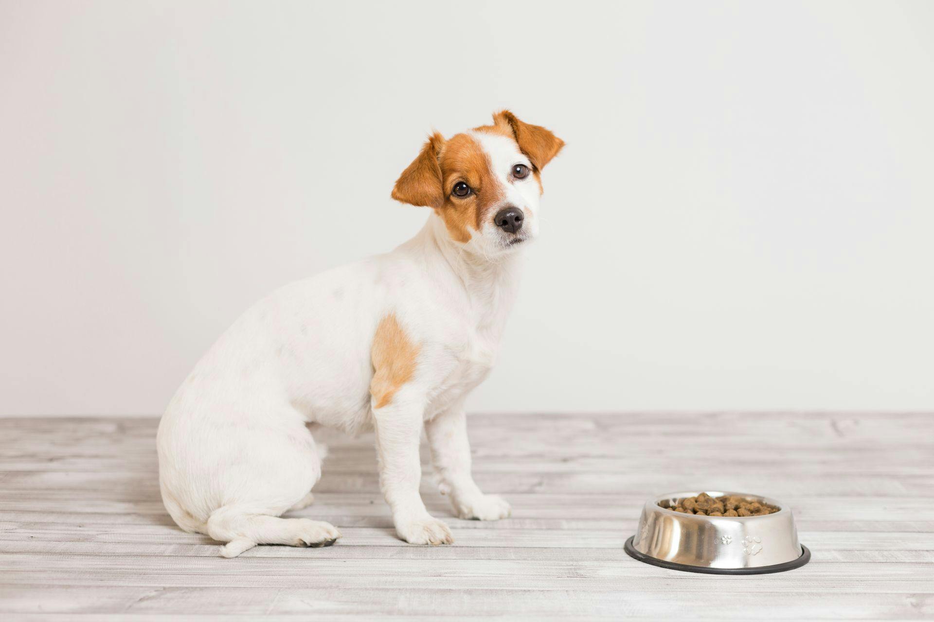Ile malin może zjeść pies?