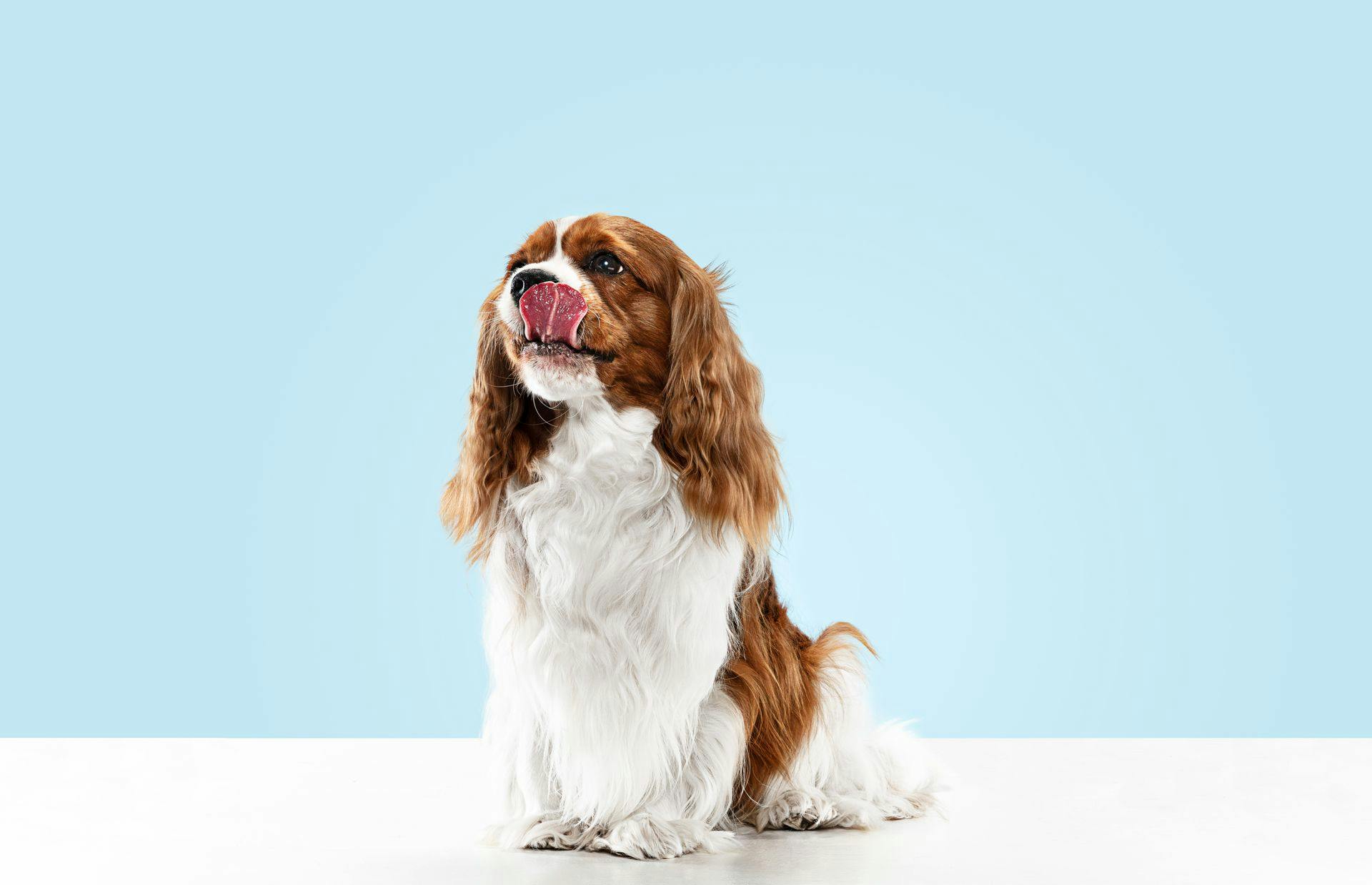 Czy pies może jeść serek wiejski?