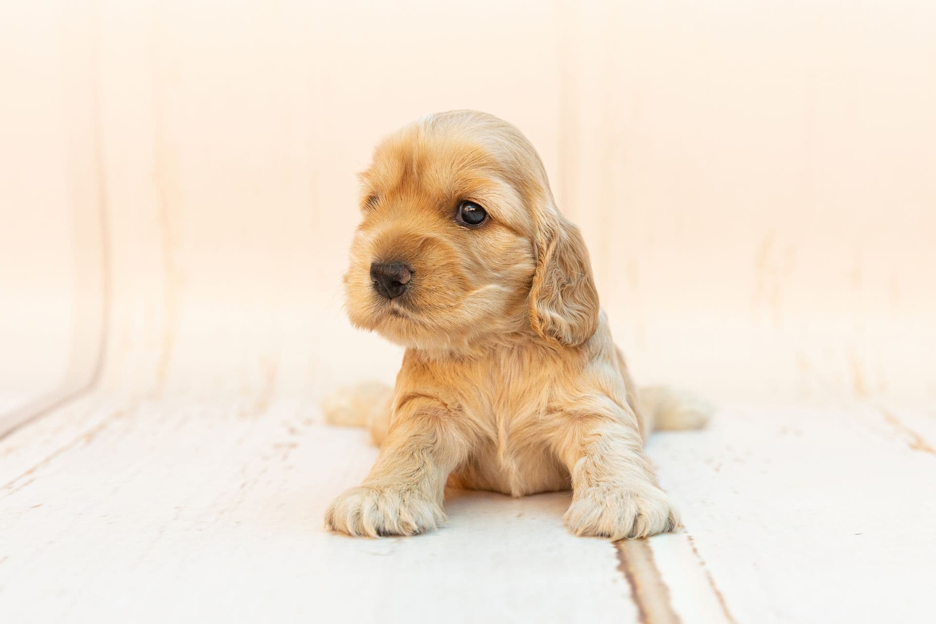 Co zrobić jeśli pies nie chce jeść?