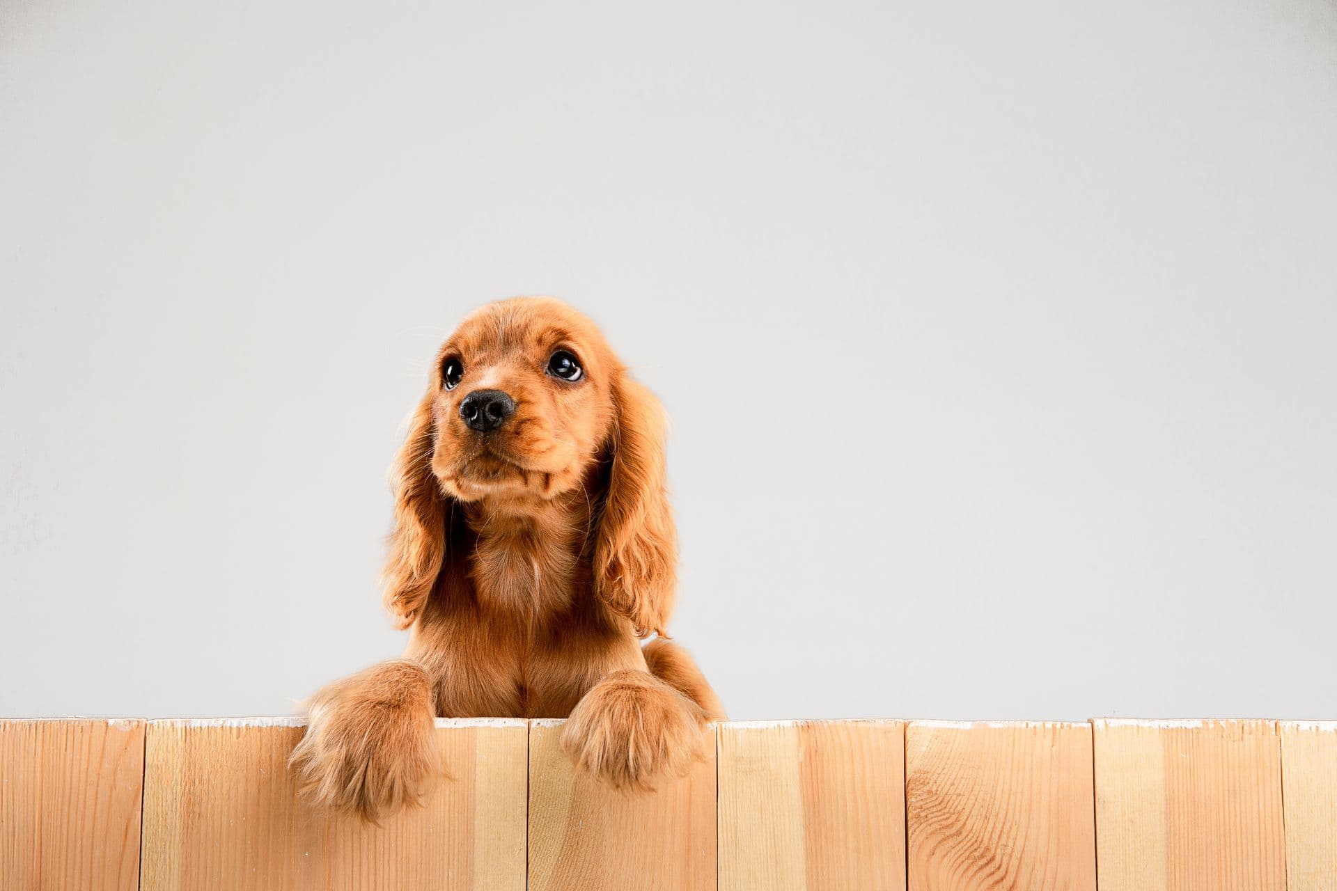 Co należy kupić przed kupnem psa?