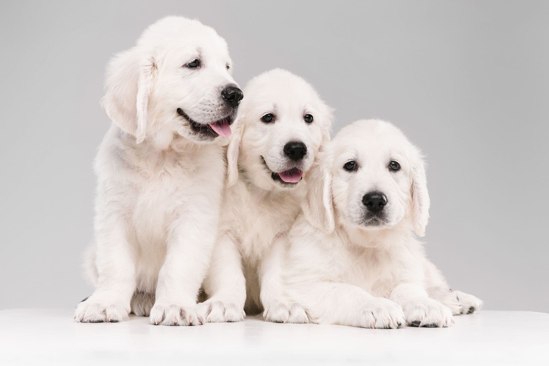 Czy mleko na zatwardzenie u psa?