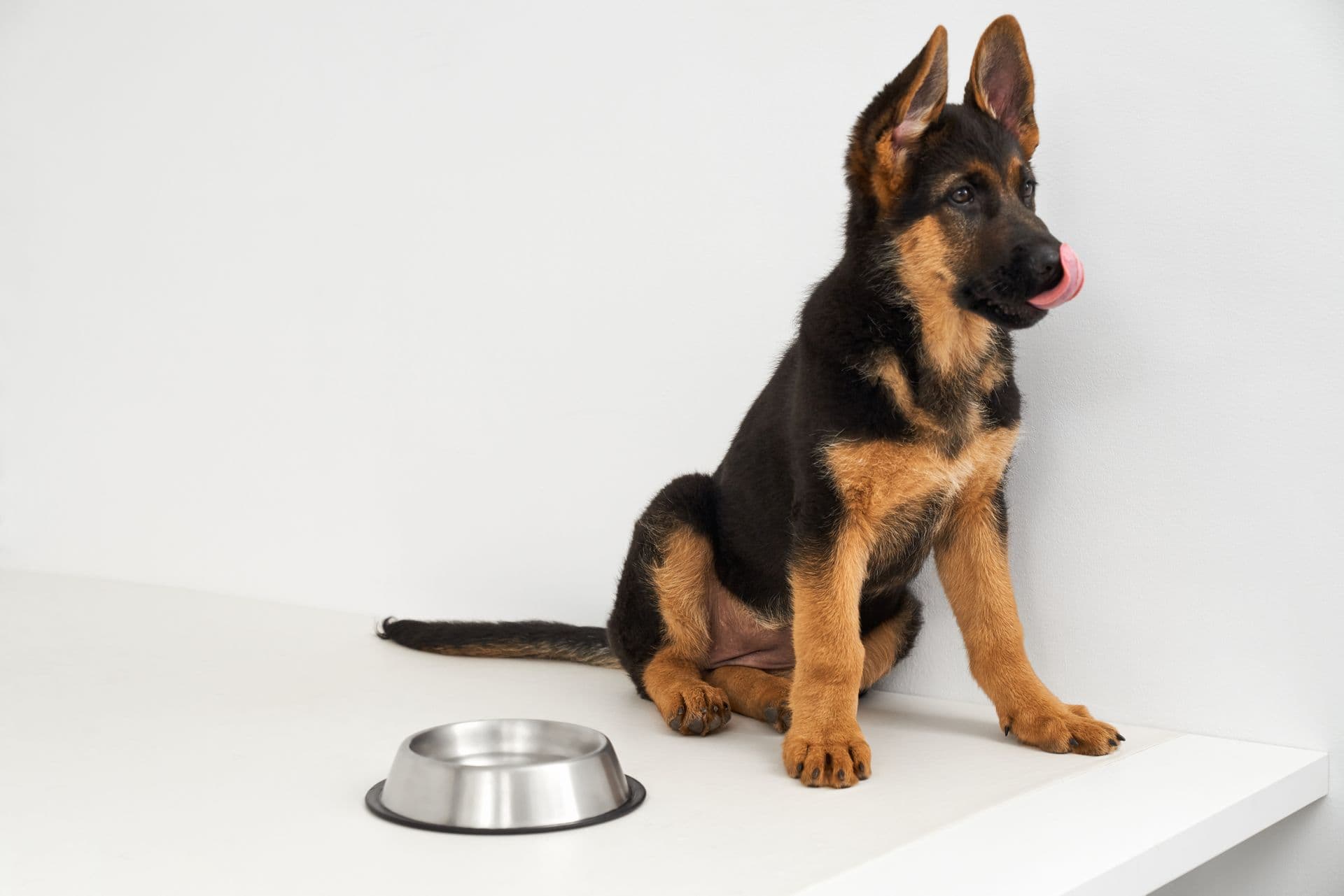 Jakie są objawy mocznicy u psa?